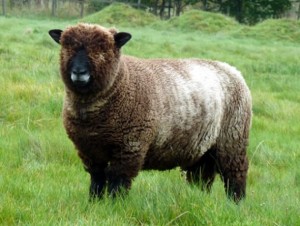 ryeland-ewe